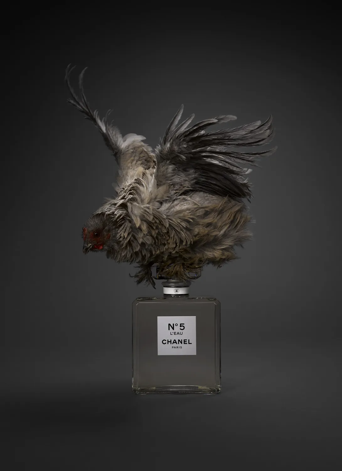 Photograph — Studio 258, Paris