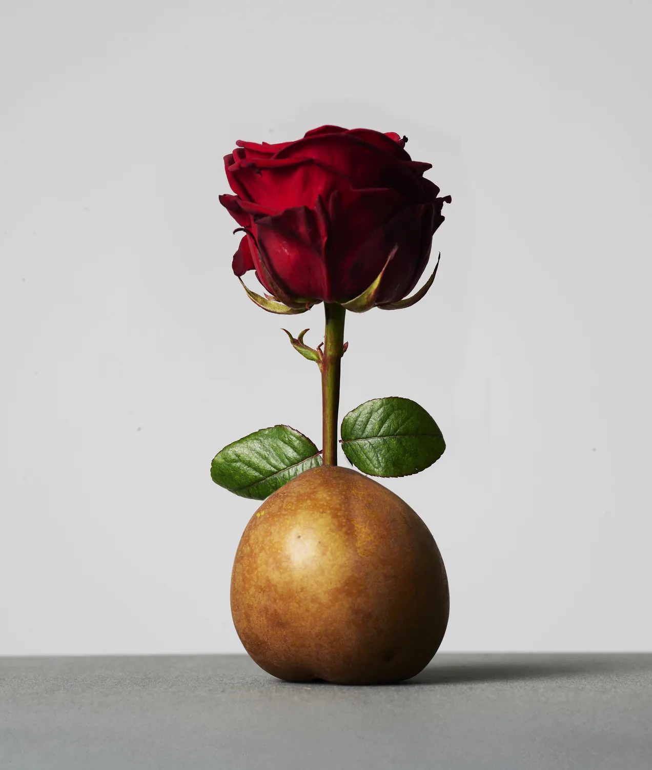Photograph — Studio 258, Paris